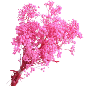 Pink Baby Breath | Dried Flower Wholesale 